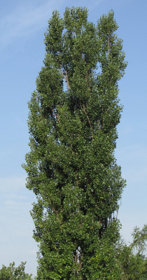 Moja topola